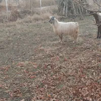 یک بزغاله نر