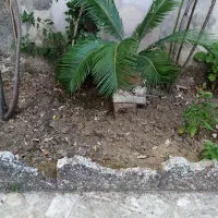 گل سیکاس|گل و گیاه طبیعی|رشت, ساغری سازان|دیوار
