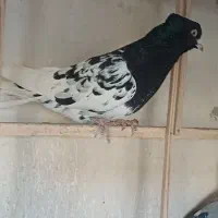 کبوتر رنگه مقبول و چند تا صید پرشی|پرنده|مشهد, دانشجو|دیوار