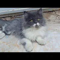 واگذاری گربه پرشین خارجی