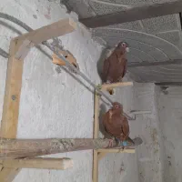 جوجه وجوونه وجفتگاهی خوشگل|پرنده|نیشابور, مدرس|دیوار