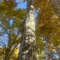 فروش درخت چوب کبوده|گل و گیاه طبیعی|خوانسار, |دیوار