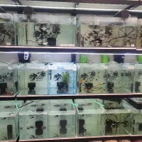 استخدام نیروی ماهر در فروشگاه آکواریوم(سالن دار)