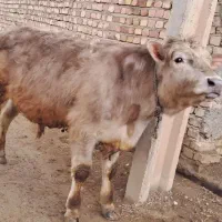 دو راس گوساله|حیوانات مزرعه|قیدار, |دیوار