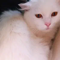 گربه پرشین عروسکی|گربه|اردبیل, |دیوار