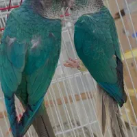 جفت گرینچیک تراکوییس نرو ماده با تست