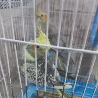 عروس هلندی نروماده|پرنده|اسدآباد, |دیوار