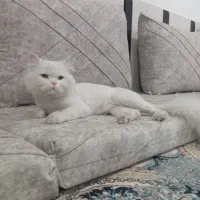 گربه خانگی|گربه|ارومیه, |دیوار