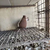 سینه ای پاک|پرنده|دهلران, |دیوار