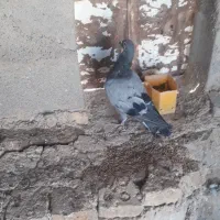 ۶کبوتر پرشی بشرط|پرنده|شیروان (خراسان), |دیوار