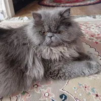 گربه پرشین نر ۱۰ ماهه