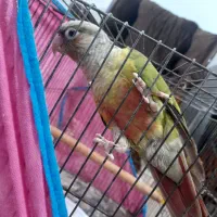 طوطی گرینچیک