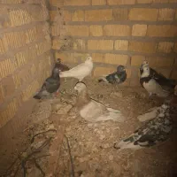 کفتر پلاکی|پرنده|مرودشت, مجد آباد|دیوار