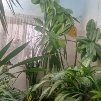 گلهای بسیار شاداب|گل و گیاه طبیعی|باشتین, |دیوار