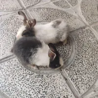 خرگوش