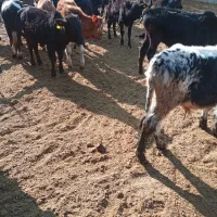 گوساله گیل وگیلدورگ واکسن تب برفکی خورده ۴۳ملیون|حیوانات مزرعه|پیشوا, |دیوار