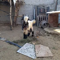 فروش کهره نر شهرکردی