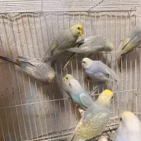 مرغ عشق رینبو رنگ خاص