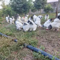 فروش تخم مرغ نطفه دار برهما امپراطور|حیوانات مزرعه|تنکابن, |دیوار