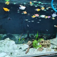 فروش ماهی آکواریومی گیاهخوار|ماهی|کرمانشاه, |دیوار