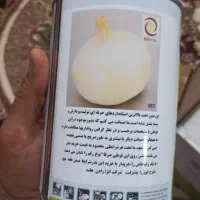 بذر پیاز ۱۱عدد قوطی آرژانتین|گل و گیاه طبیعی|رودبار, |دیوار