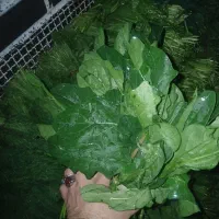 سبزی خورشتی|عمدهفروشی|مسجد سلیمان, |دیوار