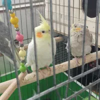 عروس هلندی یکی نر دوتا ماده با قفس وسه تا فنچ|پرنده|کرج, گلشهر|دیوار