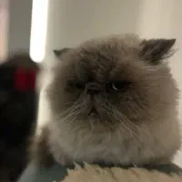 گمشده