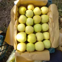 فروش 60 تن سیب 100%100 ارگانیک داخل سردخانه|خوردنی و آشامیدنی|تبریز, |دیوار