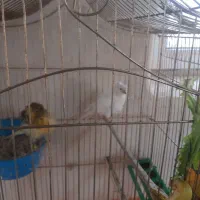 قناری مهدیشهر|پرنده|مهدی شهر, |دیوار