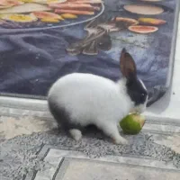 خرگوش پنج ماهه|موش و خرگوش|لولمان, |دیوار