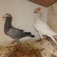 جفت کاریر نسل سار