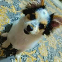 توله چهار ماه باهوش باهوش نژاد اشپیز پامر|سگ|محمدشهر, جعفرآباد|دیوار