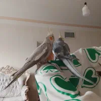 یک جفت عروس هلندی|پرنده|رباطکریم, شترخوار|دیوار