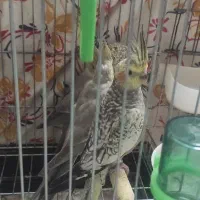 جوجه عروس هلندی دوماهه