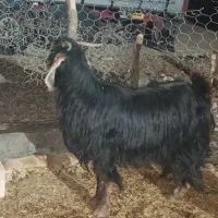 بز جوان|حیوانات مزرعه|گوآور, |دیوار