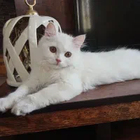 گربه پرشین بسیار زیبا|گربه|شیراز, شهرک مدرس|دیوار