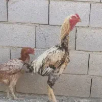 خروس لاری افغان و مرغ لاری انگلیس