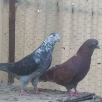 کبوتر کفتر|پرنده|تهران, جی|دیوار