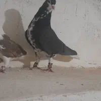 شهری با بهبهونی