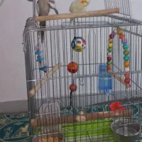 دو عدد قفس پرنده بزرگ و کوچک|لوازم جانبی حیوانات|تهران, تهرانسر غربی|دیوار