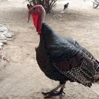 بوقلمون نر نژاد انگلیس|حیوانات مزرعه|اصلاندوز, |دیوار