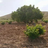 باغ-انگور-و-انجیر2000متری