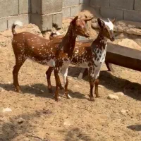 کوچک و آبستن