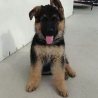 فروش توله ژرمن کینک سایز