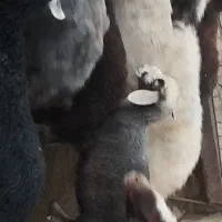 گوسفند