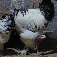 برهما|حیوانات مزرعه|سیستان, |دیوار