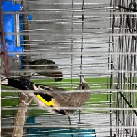 سهره معاوضه