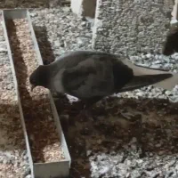 کبوتر دمسفید