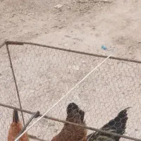 قفس